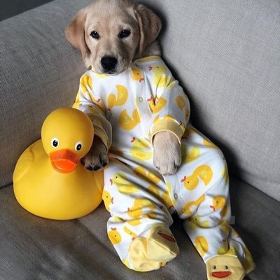 toupil272's profile picture. web3韭菜 ｜ OKX Web3钱包现已支持80+公链 提供钱包、多链 Swap、BRC-20铭刻&交易、NFT 市场、DeFi 挖矿一站式服务https://t.co/3SW4fEArJ7 web3入口一个就够