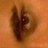 SpermRanger's profile image