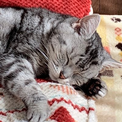 ixa_arcana's profile picture. 天下鯖武田家 ixa関係の方々無言フォロー失礼します！ アイコン猫はうちの15歳猫2025/09/03旅立ち