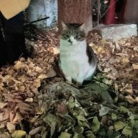 ちーず🐈‍⬛🥞 (@ehmopjzxcx2037) Twitter profile photo