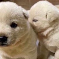 살걀 たま (@tmhcmi) 's Twitter Profile