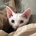 Panda (@panda_and_cats) Twitter profile photo Panda (@panda_and_cats) Twitter profile photo