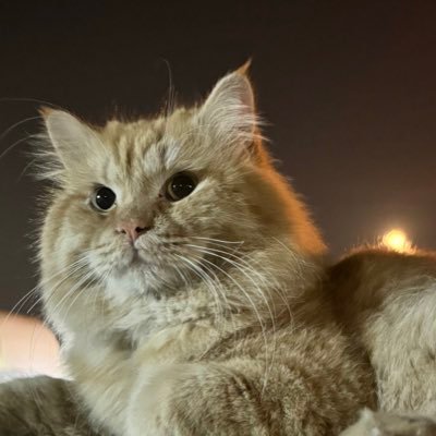 _AlHarrasi_'s profile picture. 