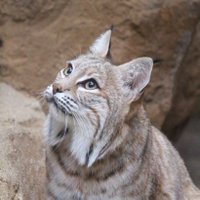 白虎(びゃっこ) (@blw7yc9kypehvot) 's Twitter Profile Photo