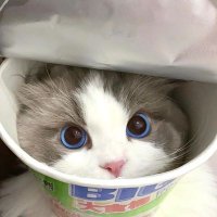 อะลิตเติ้ลเหมียว🐱 (fan account) (@nnlittlemeow) 's Twitter Profile