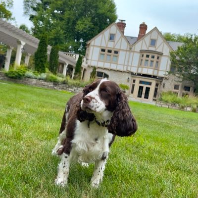 🐶First Dog of Ohio | Springer 🐾 to @MikeDeWine & @FranDeWine | 2022 Sloopy Award Winner | Remembering Teddy (2005-2019), the pup who came before me✨