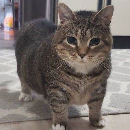 hyperczt's profile picture. I LOVE UMAMUSUME