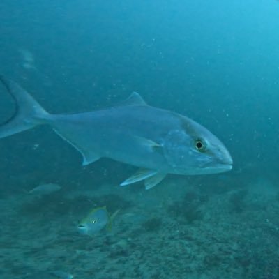 skyfamwiz's profile picture. 