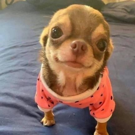 ecnirptsrif's profile picture. crazy video library for a crazy person
@clearthemazs