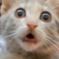 kiki (@ashleik_) 's Twitter Profile Photo kiki (@ashleik_) 's Twitter Profile Photo