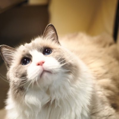 Genesy_Licht's profile picture. #キャンピングカー #デュカト #565CD #ヌノイチ #釣り #猫旅 #キャンピングカー乗りの方と繋がりたい 価値観は『ねだるな 勝ち取れ さすれば、与えられん』 自分のために人を騙す人、努力せずに権利ばかり主張する人、プライドが無い人、ねだる人、志が低い人、自分を安売りする人が嫌い。ゲームプロデューサーが生業