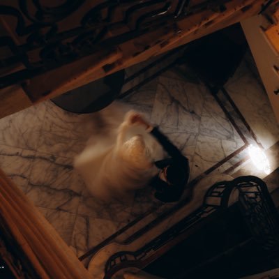 rAaDwAli's profile picture. أصبح عندي الآن بندقية إلى فلسطين خذوني معكم🔻