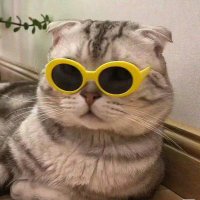 Coco (@cocosxry) 's Twitter Profile