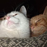 BeerMan (@cleaningtowels) 's Twitter Profile