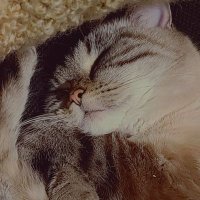 🦋 bo 🦋 (@_lilanarchist_) 's Twitter Profile Photo 🦋 bo 🦋 (@_lilanarchist_) 's Twitter Profile Photo