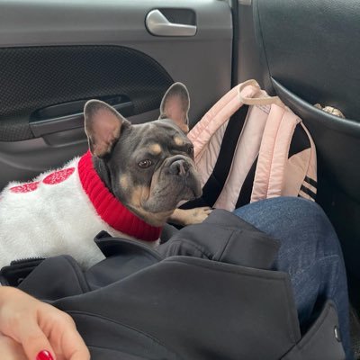 Semi-retired 55 year French Bulldog. Gorgeous wife, incredible life. Interested in world affairs. Enjoy debate. Follow and let’s have some fun back and forth.