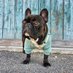 Dusty 🐾 (@frenchdust) Twitter profile photo Dusty 🐾 (@frenchdust) Twitter profile photo