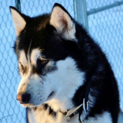 A Minnesota sheriff says a dog named Donald Trump wasn't shot and killed over a political rivalry
Justice for Donald Trump. 🐶