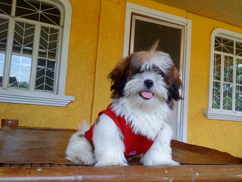 shihtzu dog. :) please follow. :p