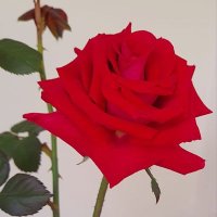 Sulakshana Dam (@damsulaksh46571) 's Twitter Profile