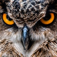 Robert Perez (@robbieaperez) 's Twitter Profile