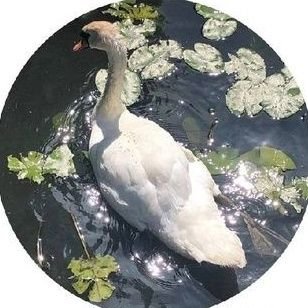 pic_nic99's profile picture. 