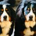 Milo&Luna (@lesdeuxbernois) Twitter profile photo Milo&Luna (@lesdeuxbernois) Twitter profile photo