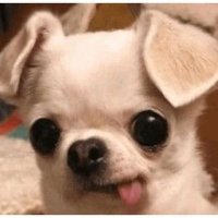 Dynamite_fer (@dynamite_fer) 's Twitter Profile