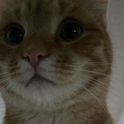 Raizexval's profile picture. lft