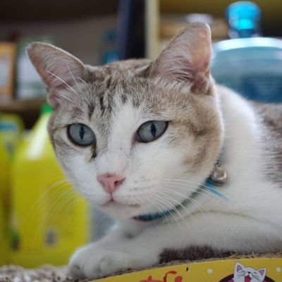 komatare2's profile picture. รักชาติ ยอมสละแม้ชีวี รักเกียรติ จงเจตน์พลีชีพได้
รักราช มุ่งภักดีรองบาท รักศาสน์ ราญเศิกไสร้