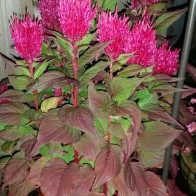 joanne121276's profile picture. 