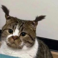 ceku 🦦 (@cekumisu) Twitter profile photo