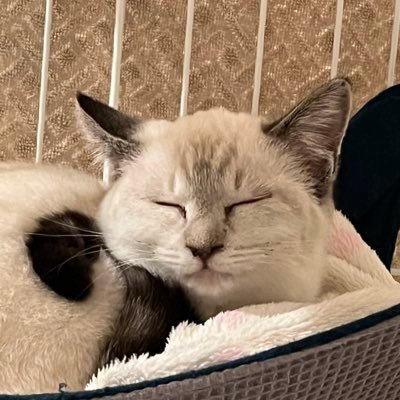 りるこん♡7y卵アレさんのプロフィール画像