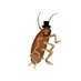 poached roach (@poached_roach) Twitter profile photo poached roach (@poached_roach) Twitter profile photo