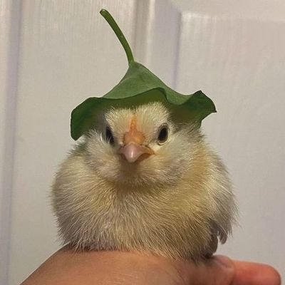 Peep Profile