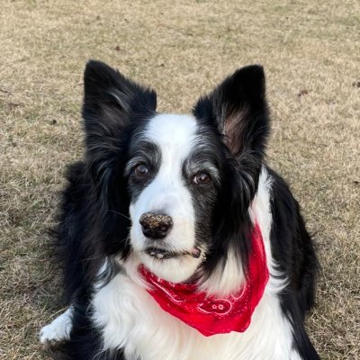 さくら＆ももこ'のパパ (@momosaku1821) / Posts / X