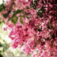 けい (@sofiakeiun) 's Twitter Profile Photo