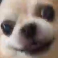 つよい犬 (@s0chan_cute) 's Twitter Profile Photo
