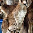 nancy clevenger - @NancyClevenger - Twitter