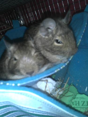 I am a Degu.  I could run all day!