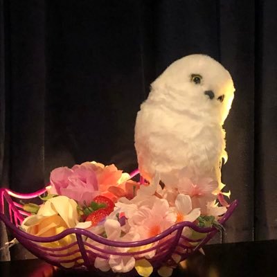 Aniceさんのプロフィール画像