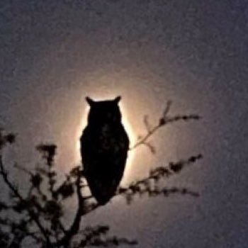 thehiddenowl's profile picture. Explorer and Prof searching for the lost Greco Bactrian prize