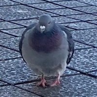 オリオン (@orion_lucifer) 's Twitter Profile Photo オリオン (@orion_lucifer) 's Twitter Profile Photo
