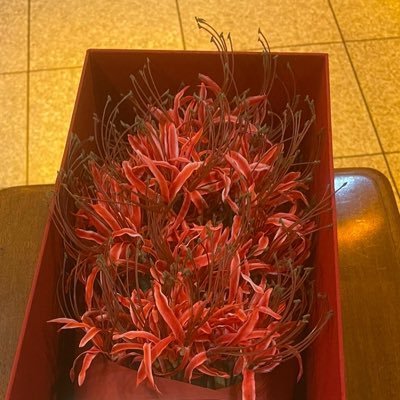 MUHKW7I0OSoKaHt's profile picture. twstメイン＆文スト＆刀剣乱舞&学マス&ガンプラ(見る専)の雑多垢