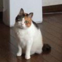 sugar (@sugarfs2018jp) 's Twitter Profile
