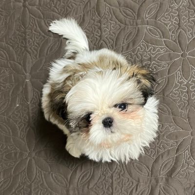 ペキニーズ×シーズーのミックス🐶 女の子◯Pekingese×ShihTzu ◯ペキシーズー ◯シーペキ **🎂2024.10.05🎂