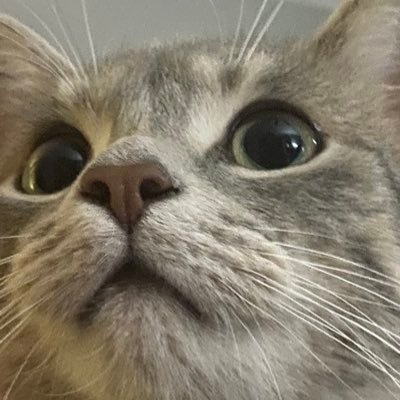 lnalthr's profile picture. she/they/he