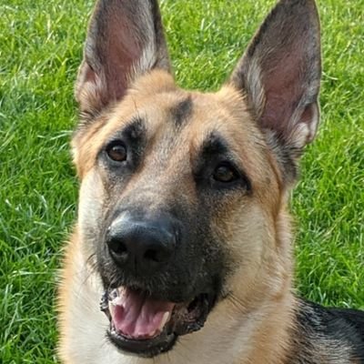 Dewfreespeech's profile picture. 