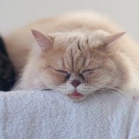lulu (@m_littlesparrow) 's Twitter Profile