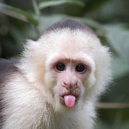 tarantulaneo's profile picture. just here to look at art |23|he/him